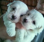 Cuccioli Maltese - Foto n. 2