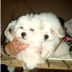 Cuccioli Maltese - Foto n. 6