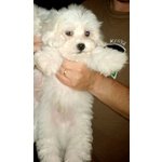 Cuccioli Maltese - Foto n. 7