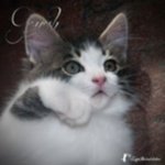 4 Gattini Meravigliosi - Foto n. 1