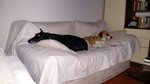 Simil Beagle Affettuoso Cerca Te - Foto n. 4