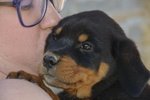 Cuccioli Rottweiler Disponibili