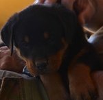 Cuccioli Rottweiler Disponibili - Foto n. 2