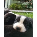 Cuccioli di Border Collie con Pedigree