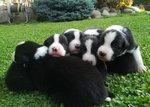 Cuccioli di Border Collie con Pedigree - Foto n. 2