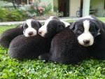 Cuccioli di Border Collie con Pedigree - Foto n. 3