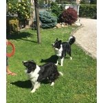 Cuccioli di Border Collie con Pedigree - Foto n. 4