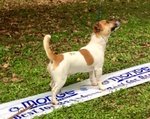 🐶 Jack Russel maschio di 7 anni e 7 mesi in accoppiamento a Milano (MI) e in tutta Italia da privato