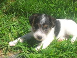 Simpatico Cucciolo Maschio di fox Terrier Tricolor