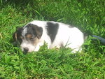 Simpatico Cucciolo Maschio di fox Terrier Tricolor - Foto n. 2