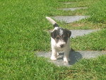 Simpatico Cucciolo Maschio di fox Terrier Tricolor - Foto n. 3