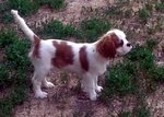 Cuccioli Cavalier King - Foto n. 2