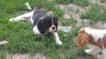 Cuccioli Cavalier King - Foto n. 4