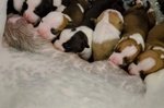 American Staffordshire Terrier Cuccioli - Foto n. 2