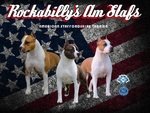American Staffordshire Terrier Cuccioli