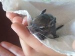 Abbiamo 4 degu del cile Appena nati da dare in Adozione - Foto n. 1