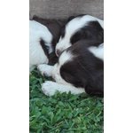 Springer Spaniel Inglese - Foto n. 2