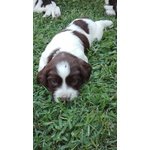 Springer Spaniel Inglese - Foto n. 4