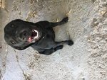 🐶 Labrador maschio di 7 anni e 6 mesi in adozione a Costigliole d'Asti (AT) da privato