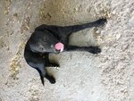 Regalo Cucciolo di Labrador - Foto n. 2