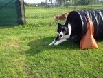 Border Collie da Monta alta Genealogia Bianconera - Foto n. 4