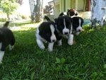 Border Collie da Monta alta Genealogia Bianconera - Foto n. 9