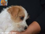 Jack Russell Terrier - Cuccioli Altamente Selezionati - Foto n. 2