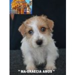 Jack Russell Terrier - Cuccioli Altamente Selezionati - Foto n. 5
