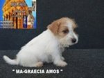 Jack Russell Terrier - Cuccioli Altamente Selezionati - Foto n. 9