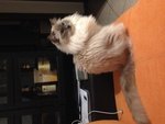 Cerco Fidanzato Ragdoll