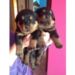 Cuccioli di Rottweiler - Foto n. 1