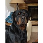 Cuccioli di Rottweiler - Foto n. 2