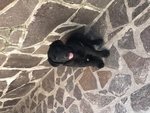 Ultimo Cucciolo Labrador Nero