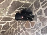 Ultimo Cucciolo Labrador Nero - Foto n. 1