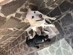 Ultimo Cucciolo Labrador Nero - Foto n. 3