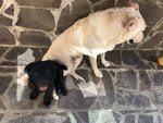 Ultimo Cucciolo Labrador Nero - Foto n. 4
