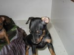 Pinscher nano (zwergpinsche)