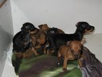 Pinscher nano (zwergpinsche) - Foto n. 2