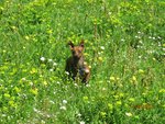 Pinscher nano (zwergpinsche) - Foto n. 3