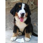 Bovaro Bernese Cuccioli con Pedigree 2017