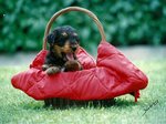 Cuccioli Airedale Terrier - Foto n. 1