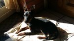 Zwergpinscher pinscher femmina