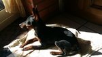 Zwergpinscher Pinscher Femmina - Foto n. 2