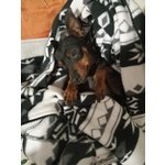 Zwergpinscher Pinscher Femmina - Foto n. 3