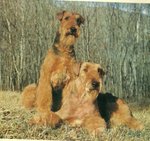 Cuccioli Airedale Terrier - Foto n. 2