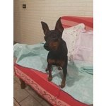 Zwergpinscher Pinscher Femmina - Foto n. 4