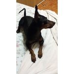 Zwergpinscher Pinscher Femmina - Foto n. 6