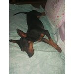 Zwergpinscher Pinscher Femmina - Foto n. 7