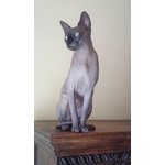 Disponibile Bellissimo Canadian Sphynx per Monta