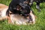 Cuccioli Chihuahua Minitoy - Foto n. 3